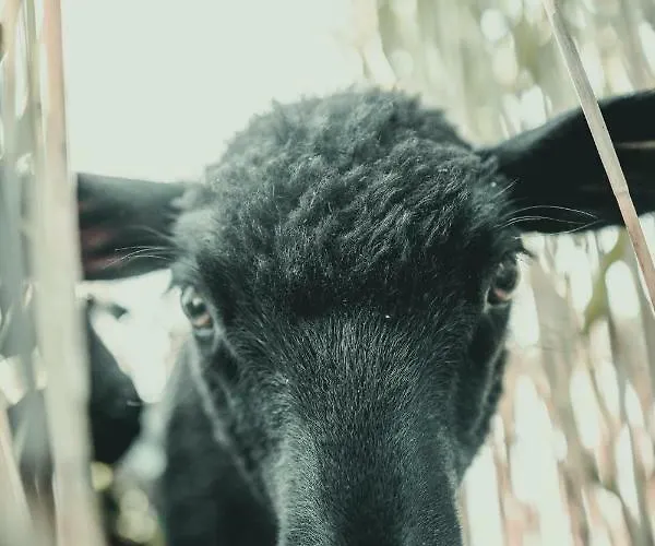 Kalurikula Fishing Village *